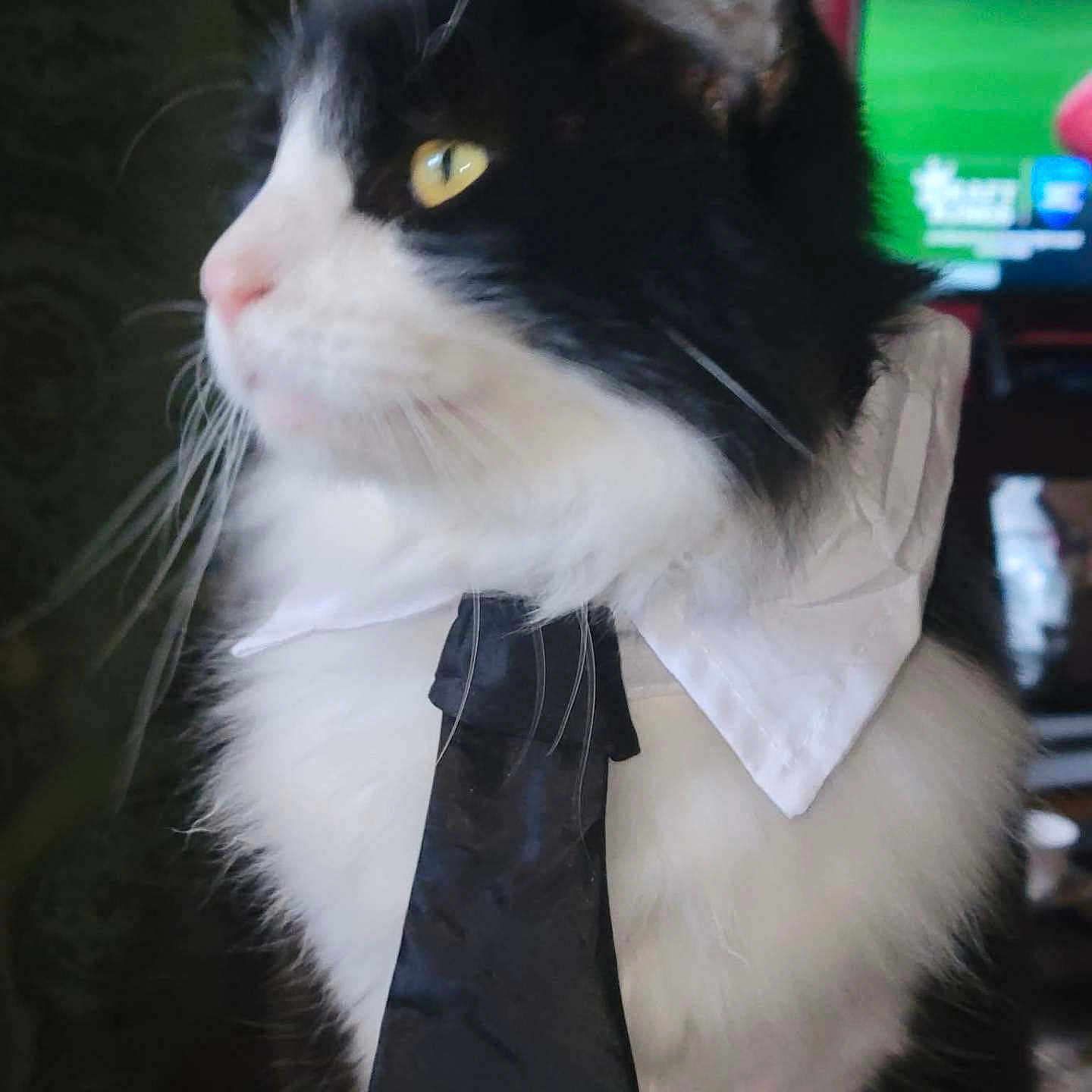 Tupac joined the competition — help win amazing prizes! animal_accessory, black_and_white, cat, close_up, collar, curious, cute, domestic_animal, feline, fluffy, fur, indoor, indoors, pet, portrait, profile, sitting, tie, whiskers, yellow_eyes