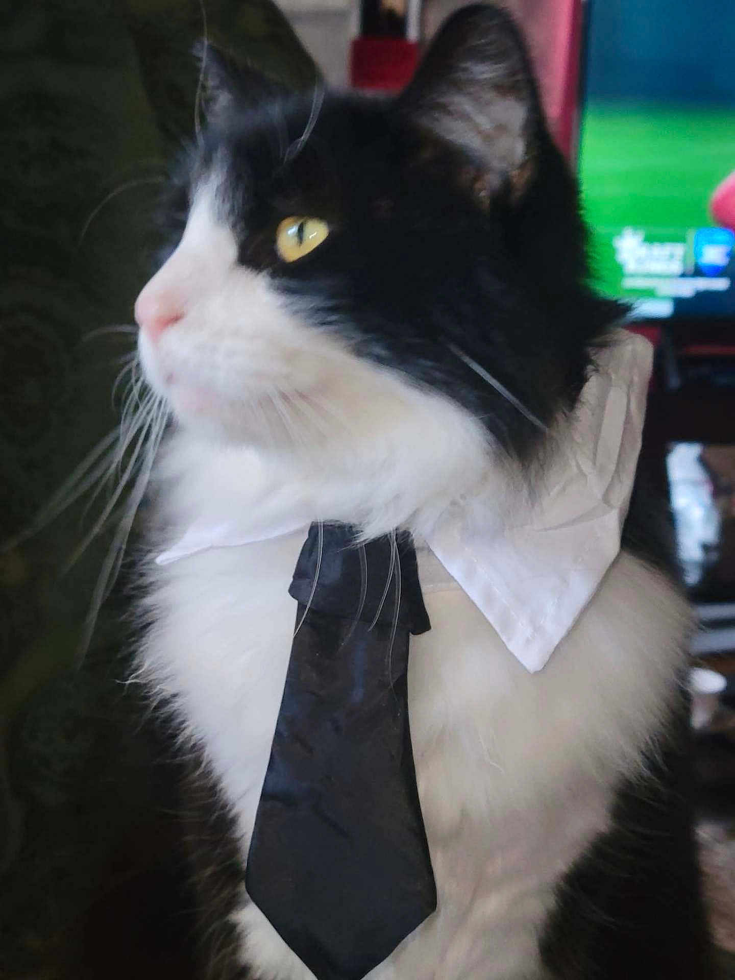 Tupac joined the competition — help win amazing prizes! cat, black_and_white, tie, collar, pet, indoor, feline, whiskers, close_up, fur, profile, domestic_animal, curious, portrait, animal_accessory, yellow_eyes, fluffy, sitting, cute, indoors