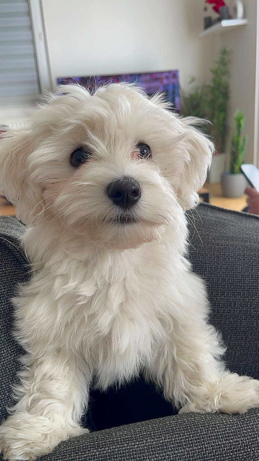 Vegas a rejoint le concours — aidez-le/la à gagner de superbes lots ! canidae, carnivore, companion_dog, dog, dog_breed, fur, houseplant, mal_shi, maltepoo, non_sporting_group, plant, puppy, shih_poo, small_terrier, snout, sporting_group, terrier, toy_dog, working_animal, yorkipoo