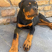 Bosko participe au concours pour gagner de l'argent avec cette photo : dog, rottweiler, puppy, black_and_tan, pet, canine, animal, portrait, lying_down, outdoor, patio, stone_floor, stone_wall, large_paws, floppy_ears, brown_eyes, short_fur, relaxed, guard_dog, close_up