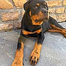 dog, rottweiler, puppy, black_and_tan, pet, canine, animal, portrait, lying_down, outdoor, patio, stone_floor, stone_wall, large_paws, floppy_ears, brown_eyes, short_fur, relaxed, guard_dog, close_up