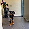 Bosko a rejoint le concours — aidez-le/la à gagner de superbes lots ! dog, rottweiler, canine, pet, standing, indoors, hallway, entrance, tile_floor, black_and_tan, collar, sculpture, superhero, barrel, fashion_brand, christian_dior, door, window, interior, portrait