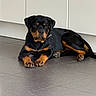 Bosko a rejoint le concours — aidez-le/la à gagner de superbes lots ! dog, rottweiler, puppy, black_and_tan, lying_down, indoor, tile_floor, kitchen, home, pet, canine, collar, paws, short_hair, portrait, front_view, alert, relaxed, large_breed, animal