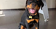 Bosko participe au concours pour gagner de l'argent avec cette photo : dog, rottweiler, pet, animal, sitting, smiling, happy, tongue, black_and_tan, collar, name_tag, indoor, tile_floor, desk, furniture, clock, window, blinds, portrait, home