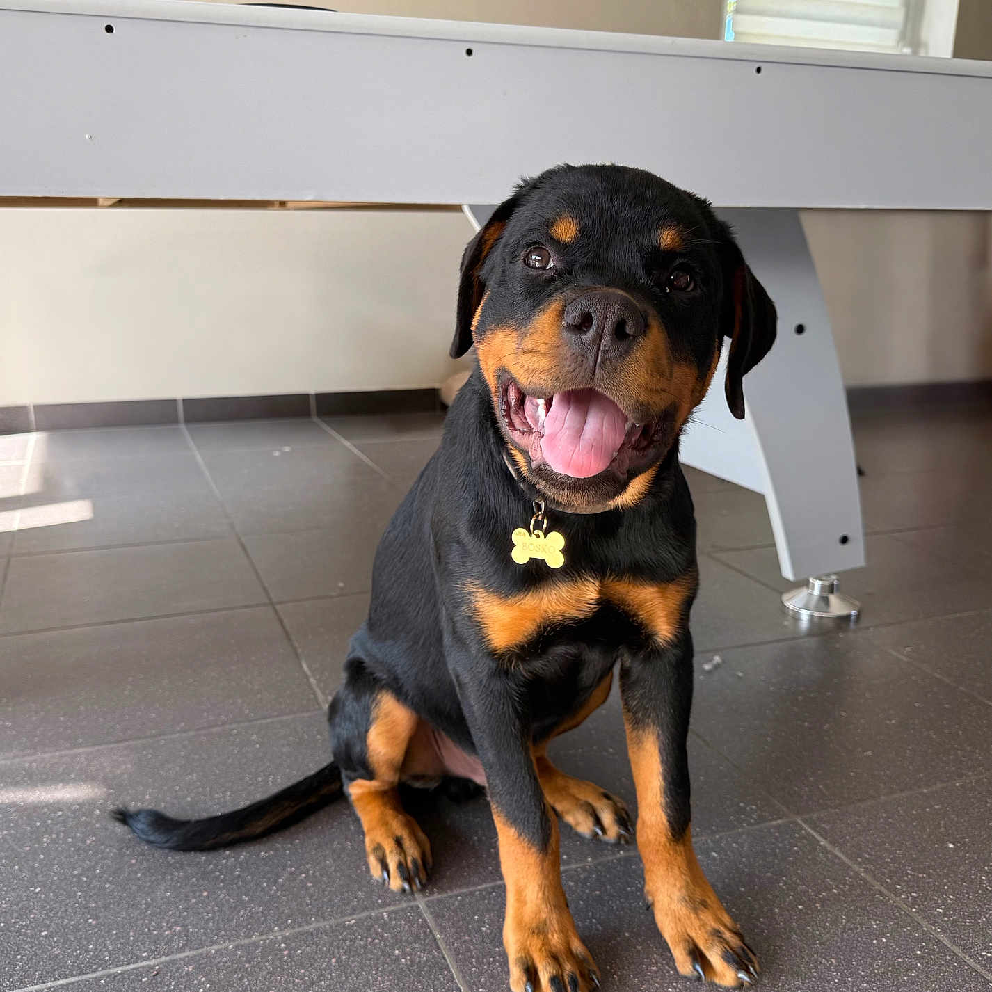 Bosko participe au concours pour gagner de l'argent avec cette photo : dog, rottweiler, pet, animal, sitting, smiling, happy, tongue, black_and_tan, collar, name_tag, indoor, tile_floor, desk, furniture, clock, window, blinds, portrait, home