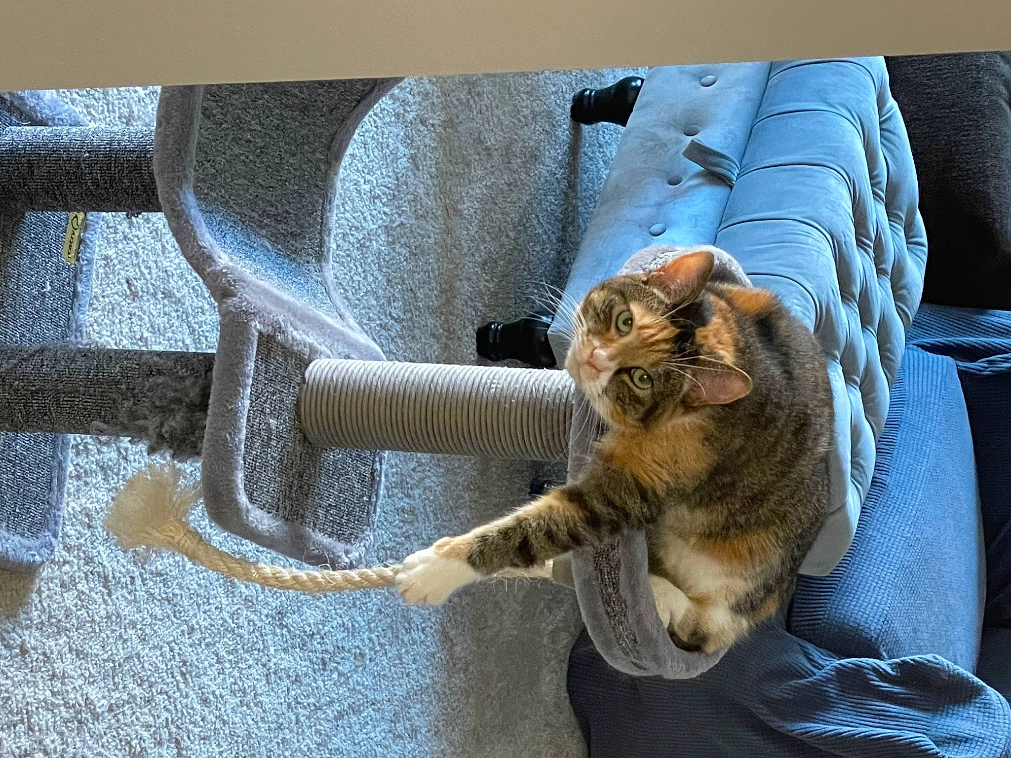 Tiger Lily is registered to the contest to win money with this photo: carnivore, cat, comfort, companion_dog, couch, domestic_short_haired_cat, fawn, felidae, fur, grey, plant, road_surface, sitting, small_to_medium_sized_cats, snout, tail, tree, whiskers, window, wood