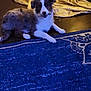 Coco joined the competition — help win amazing prizes! dog, christmas_tree, ornaments, holiday_lights, rug, floor, decorations, indoor, pet, canine, festive, pine_tree, brown_and_white, relaxed, wooden_floor, holiday_season, christmas_decor, festivity, cozy, celebration