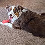 animal, australian_shepherd, brown_fur, carpet, dog, domestic, ears, expression, fur, happy, indoor, looking_up, lying_down, paw, pet, pink_toy, playful, tongue_out, toy, white_fur