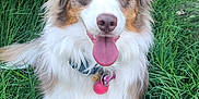 Coco is registered to the contest to win money with this photo: animal, canine, collar, cute, dog, flower, friendly, fur, garden, grass, greenery, happy, nature, outdoor, pet, playful, portrait, summer, tongue_out, yellow_flower