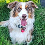 animal, canine, collar, cute, dog, flower, friendly, fur, garden, grass, greenery, happy, nature, outdoor, pet, playful, portrait, summer, tongue_out, yellow_flower