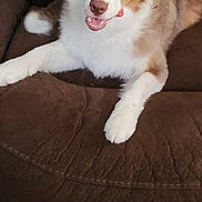 Coco is registered to the contest to win money with this photo: dog, australian_shepherd, brown_couch, tongue_out, playful, indoor, pet, fur, white_paws, unique_eyes, relaxed, canine, mischievous, home, furniture, cute, animal, fluffy, friendly, companion