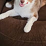 dog, australian_shepherd, brown_couch, tongue_out, playful, indoor, pet, fur, white_paws, unique_eyes, relaxed, canine, mischievous, home, furniture, cute, animal, fluffy, friendly, companion