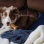 Coco joined the competition — help win amazing prizes! dog, bone, couch, blanket, pet, indoor, brown, white, furry, canine, relaxed, cozy, comfort, animal, laying, cute, domestic, muzzle, ears, fur