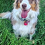 Coco joined the competition — help win amazing prizes! animal, australian_shepherd, canine, collar, cute, dog, eyes, flower, fur, garden, grass, greenery, happy, nature, outdoor, pet, portrait, summer, tongue_out, yellow_flower