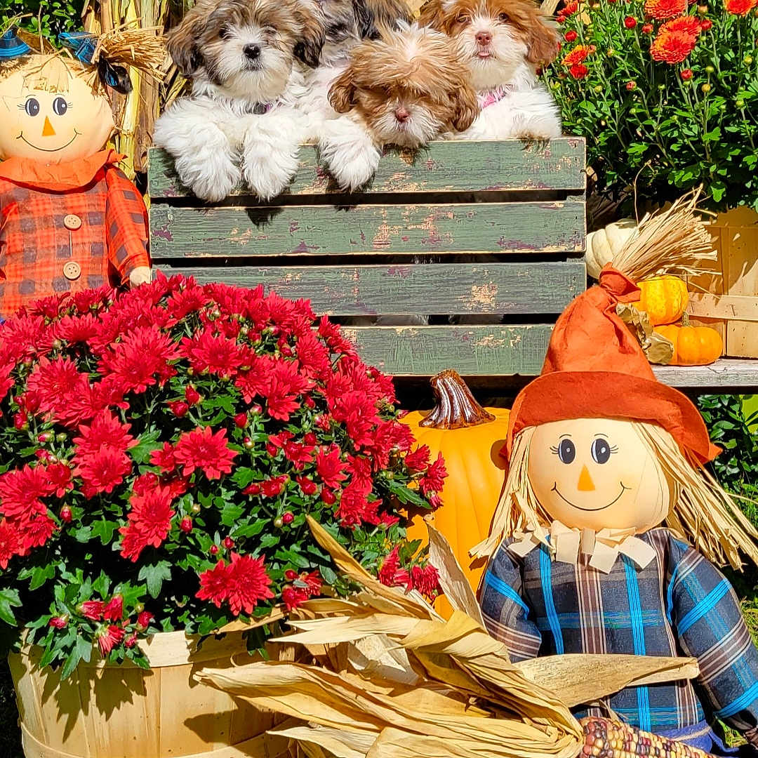 Puppies joined the competition — help win amazing prizes! annual_plant, botany, event, flower, flower_arranging, flowerpot, garden, grass, green, groundcover, lawn_ornament, orange, petal, plant, scarecrow, shrub, spring, textile, toy, wood