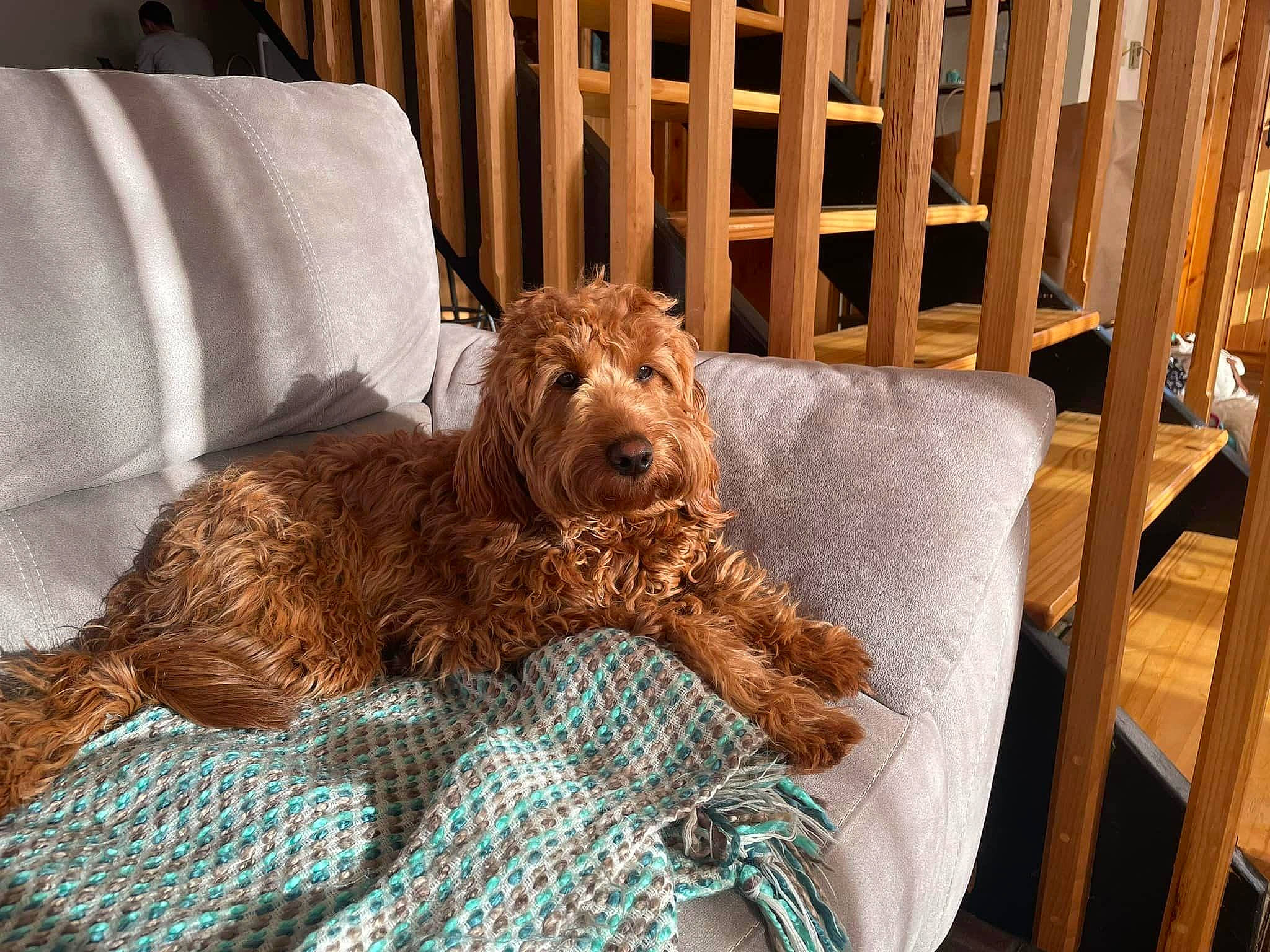 Alice joined the competition — help win amazing prizes! canidae, carnivore, chair, comfort, companion_dog, dog, dog_breed, dog_supply, fawn, fur, hardwood, linens, liver, pillow, sporting_group, terrestrial_animal, terrier, water_dog, wood, working_animal