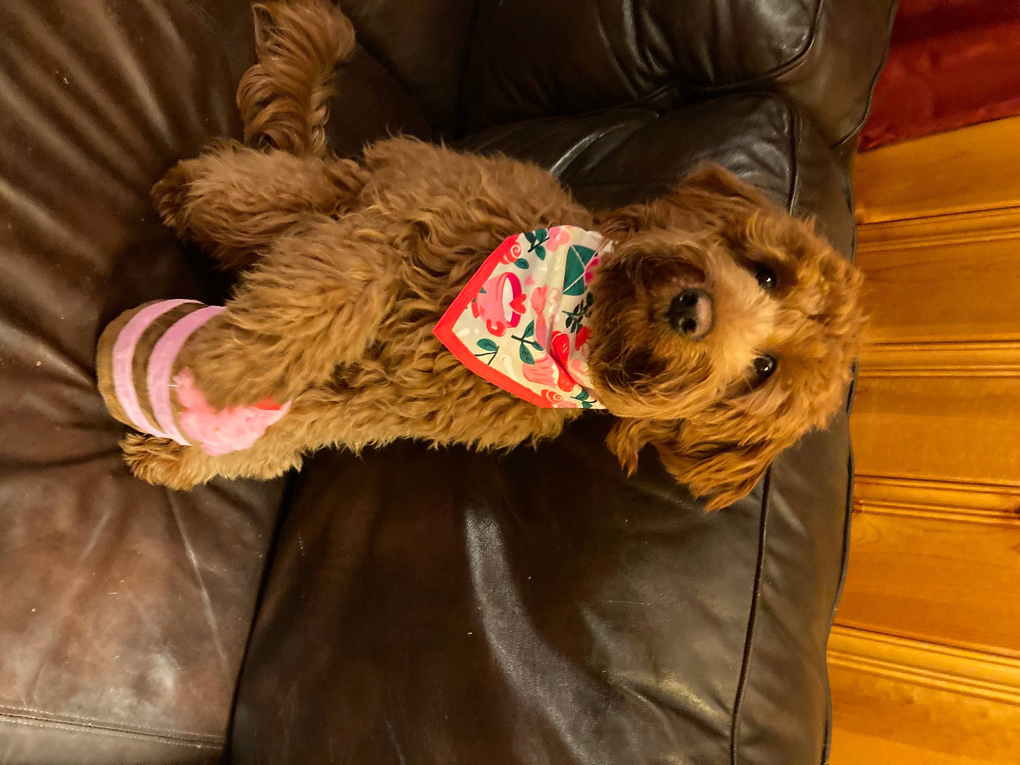 Alice is registered to the contest to win money with this photo: canidae, carnivore, collar, comfort, companion_dog, dog, dog_breed, dog_clothes, dog_collar, dog_supply, fawn, liver, mammal, small_terrier, snout, sporting_group, terrier, toy_dog, water_dog, working_animal