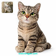 Tiger is registered to the contest to win money with this photo: cat, tabby, green_eyes, sitting, feline, pet, closeup, whiskers, cute, portrait, striped, indoor, animal, mammal, small_pet, fur, domestic_cat, relaxed, website_url, inset_photo