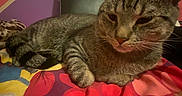 Tiger is registered to the contest to win money with this photo: cat, tabby_cat, bed, blanket, indoor, feline, resting, colorful, patterned, fur, animal, pet, cozy, cute, relaxed, pink, purple, geometric_wall, sleepy, domestic_cat