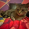 cat, tabby_cat, bed, blanket, indoor, feline, resting, colorful, patterned, fur, animal, pet, cozy, cute, relaxed, pink, purple, geometric_wall, sleepy, domestic_cat