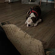 Ceaser is registered to the contest to win money with this photo: dog, sleeping, indoor, wooden_floor, furniture, cat_tree, red_harness, cozy, relaxing, pet, home, chair, heater, blanket, flooring, resting, animal, domestic, quiet, comfort