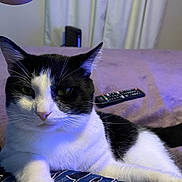 Chubbs joined the competition — help win amazing prizes! animal, bed, black_and_white_cat, blanket, cat, close_up, cute, domestic_animal, feline, fur, home, indoor, lying_down, mammal, pet, relaxed, remote_control, resting, soft_lighting, whiskers