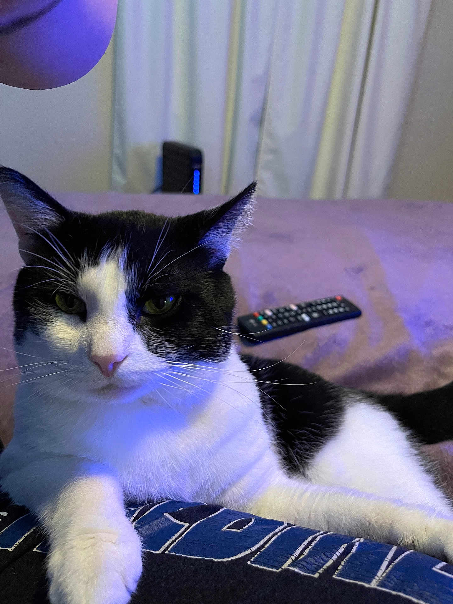 Chubbs