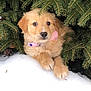 Luna is registered to the contest to win money with this photo: puppy, dog, snow, pine_tree, greenery, outdoor, cute, animal, pet, collar, flower, fur, winter, nature, young, fluffy, resting, paw, adorable, closeup