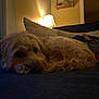 dog, couch, lamp, indoor, cozy, curled_up, fluffy, pet, living_room, pillow, relaxed, brown, fur, home, resting, cute, animal, soft_lighting, evening, comfort
