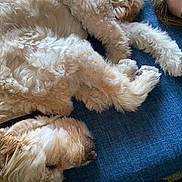 Luna is registered to the contest to win money with this photo: dog, fluffy, sleeping, cushion, blue, person, face, fur, resting, indoor, closeup, cozy, relaxation, pet, animal, companion, calm, soft, cute, nap