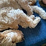 dog, fluffy, sleeping, cushion, blue, person, face, fur, resting, indoor, closeup, cozy, relaxation, pet, animal, companion, calm, soft, cute, nap