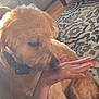 Luna joined the competition — help win amazing prizes! dog, golden, pet, indoor, hand, person, carpet, pattern, furniture, light, sniffing, fur, collar, floor, cozy, animal, cute, companion, home, interaction