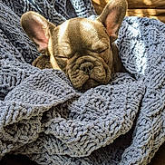 Max joined the competition — help win amazing prizes! dog, puppy, french_bulldog, sleeping, blanket, blue_blanket, cozy, knit_blanket, pet, ears, snout, nap, indoor, sunlight, shadows, couch, plush, cute, sleepy, portrait