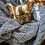 dog, puppy, french_bulldog, sleeping, blanket, blue_blanket, cozy, knit_blanket, pet, ears, snout, nap, indoor, sunlight, shadows, couch, plush, cute, sleepy, portrait