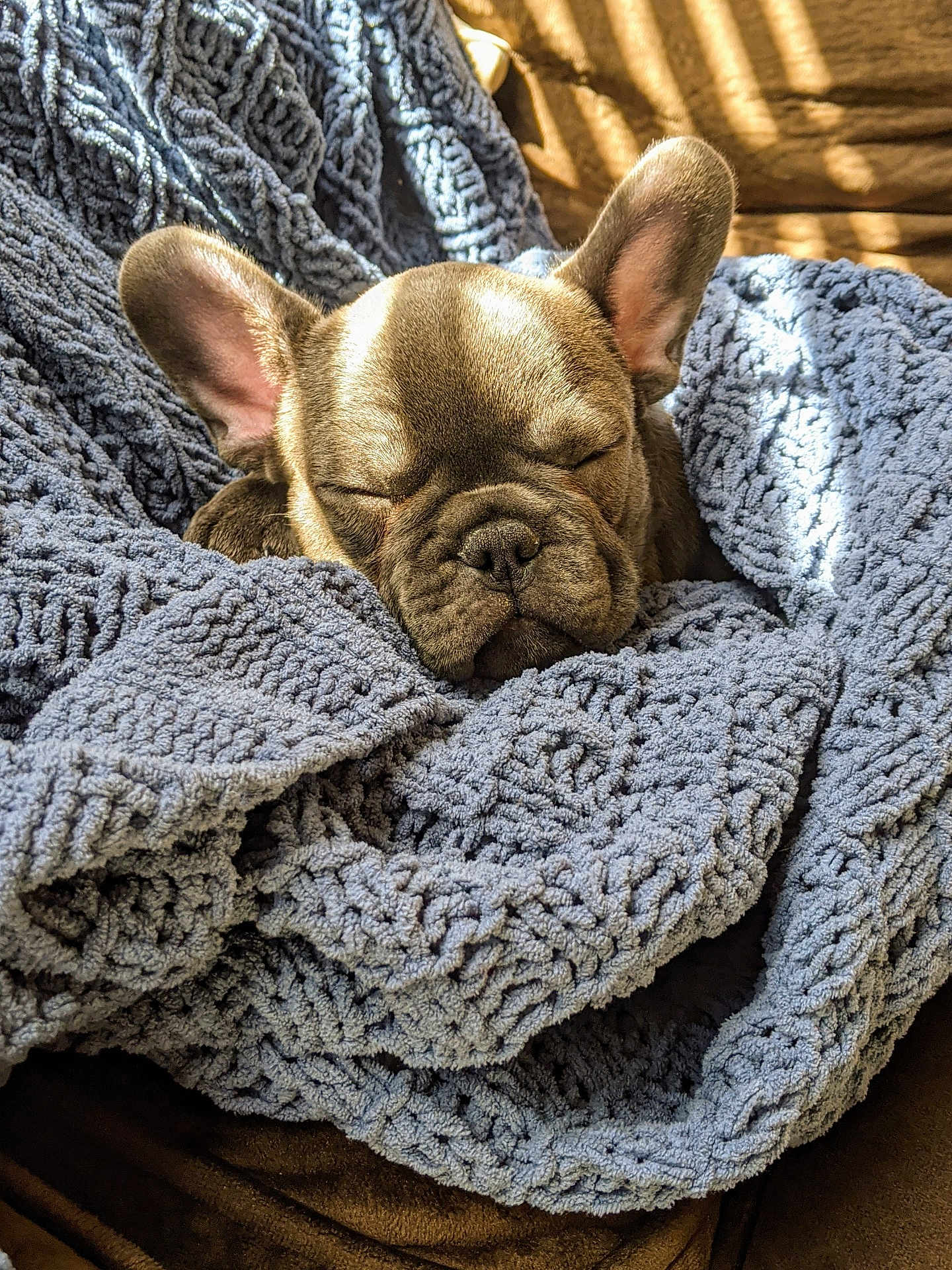 Max joined the competition — help win amazing prizes! dog, puppy, french_bulldog, sleeping, blanket, blue_blanket, cozy, knit_blanket, pet, ears, snout, nap, indoor, sunlight, shadows, couch, plush, cute, sleepy, portrait