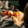 Teddy joined the competition — help win amazing prizes! dog, puppy, sleeping, cavalier_king_charles_spaniel, brown_and_white, pet, floppy_ears, curled_up, blanket, couch, indoors, cozy, resting, cute, fur, portrait, warm_lighting, striped_fabric, relaxed, animal