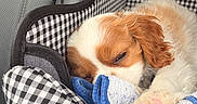 Teddy is registered to the contest to win money with this photo: dog, puppy, cavalier_king_charles_spaniel, sleeping, resting, curled_up, floppy_ears, brown_and_white, long_fur, paw, pink_paw_pad, pet_carrier, checkered_pattern, towel, blue_towel, car_interior, seat, cozy, cute, indoor