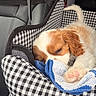 dog, puppy, cavalier_king_charles_spaniel, sleeping, resting, curled_up, floppy_ears, brown_and_white, long_fur, paw, pink_paw_pad, pet_carrier, checkered_pattern, towel, blue_towel, car_interior, seat, cozy, cute, indoor