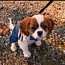 dog, puppy, cavalier_king_charles_spaniel, pet, small_dog, brown_and_white, fluffy, long_ears, dark_eyes, black_nose, sweater, clothing, leash, collar, dog_tag, outdoor, gravel, leaves, autumn, portrait