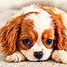 dog, puppy, cavalier_king_charles_spaniel, brown_and_white, floppy_ears, long_hair, lying_down, close_up, portrait, face, eyes, nose, paws, fur, adorable, cute, indoor, floor, carpet, photography