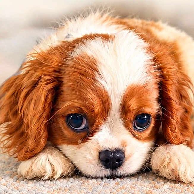 Teddy is registered to the contest to win money with this photo: dog, puppy, cavalier_king_charles_spaniel, brown_and_white, floppy_ears, long_hair, lying_down, close_up, portrait, face, eyes, nose, paws, fur, adorable, cute, indoor, floor, carpet, photography