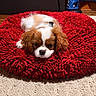 Teddy joined the competition — help win amazing prizes! dog, puppy, cavalier_king_charles_spaniel, sleepy, lying_down, portrait, brown_and_white, floppy_ears, pet, indoor, home, red_cushion, shaggy_cushion, carpet, floor, cozy, cute, animal, snout, resting
