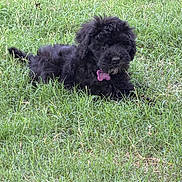 Hope is registered to the contest to win money with this photo: puppy, dog, grass, outdoor, green, pet, collar, tag, fluffy, lying_down, nature, young, animal, field, cute, fur, canine, summer, playful, relaxed