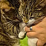 Vaiana a rejoint le concours — aidez-le/la à gagner de superbes lots ! abyssinian, accessories, animal, bodypart, bracelet, cat, couch, diamond, finger, furniture, gemstone, hand, jewelry, kitten, manx, person, pet, ring, sleeping, wristwatch