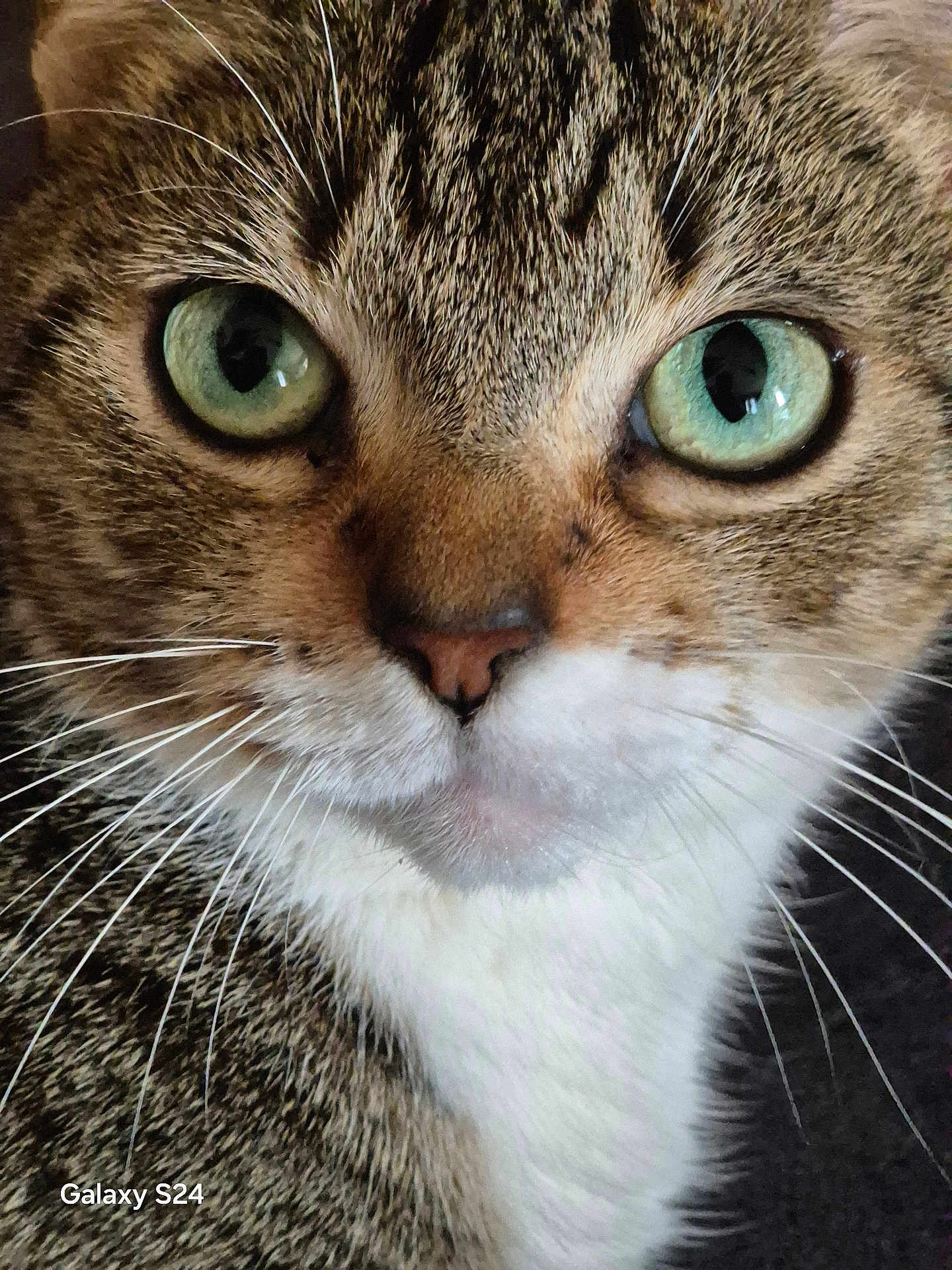 Perle a rejoint le concours — aidez-le/la à gagner de superbes lots ! abyssinian, animal, cat, kitten, manx, pet, snout