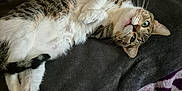 Perle a rejoint le concours — aidez-le/la à gagner de superbes lots ! abyssinian, animal, armchair, blanket, cat, chair, couch, cushion, furniture, homedecor, indoors, kitten, manx, person, pet, siamese, sleeping
