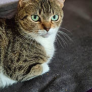 Perle a rejoint le concours — aidez-le/la à gagner de superbes lots ! abyssinian, animal, blanket, cat, kitten, manx, pet