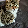 abyssinian, animal, blanket, cat, kitten, manx, pet