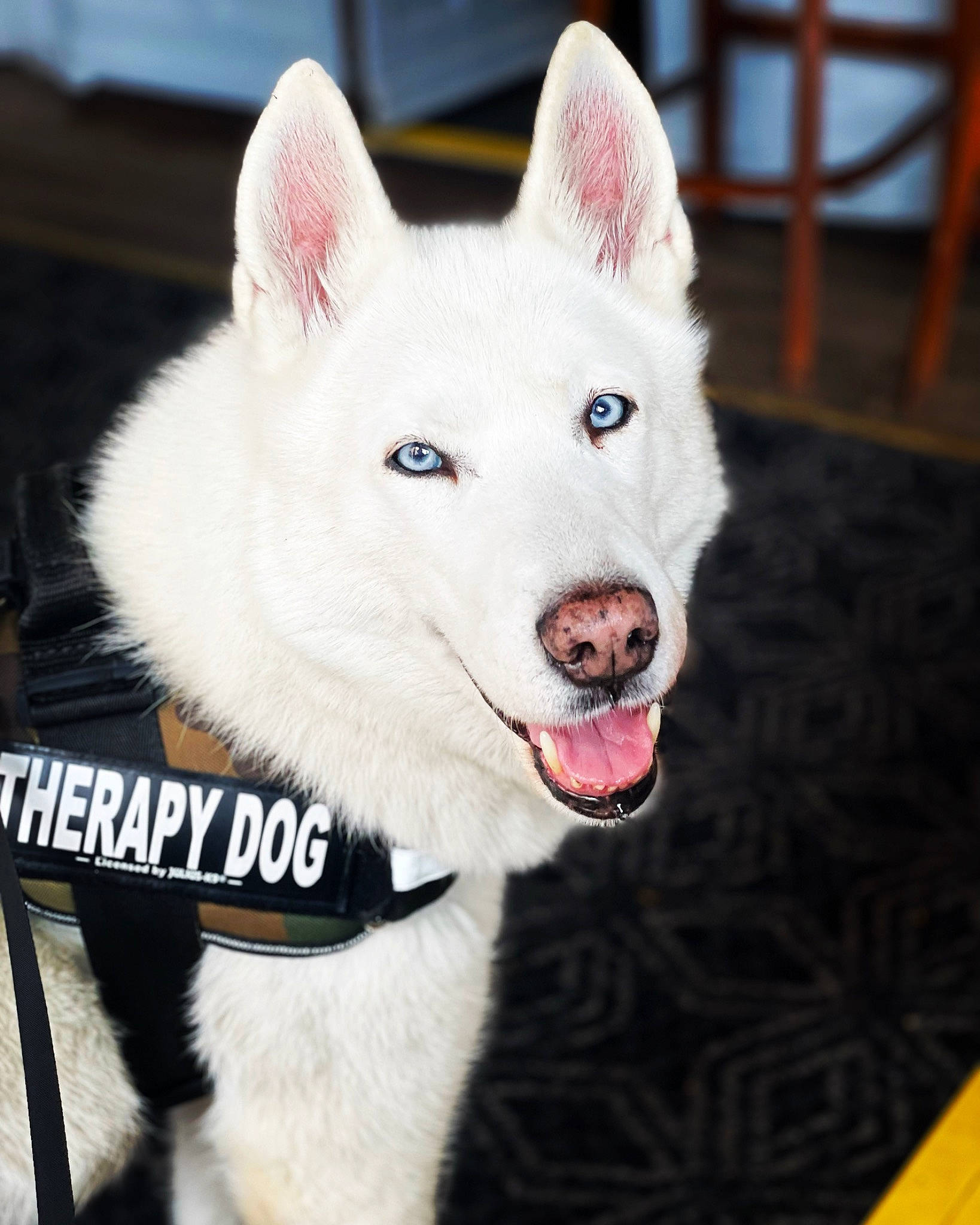 Chippy joined the competition — help win amazing prizes! ancient_dog_breeds, canidae, canis, carnivore, collar, companion_dog, dog, dog_breed, dog_collar, dog_supply, fang, fur, jaw, non_sporting_group, pet_supply, snout, terrestrial_animal, whiskers, working_animal, working_dog