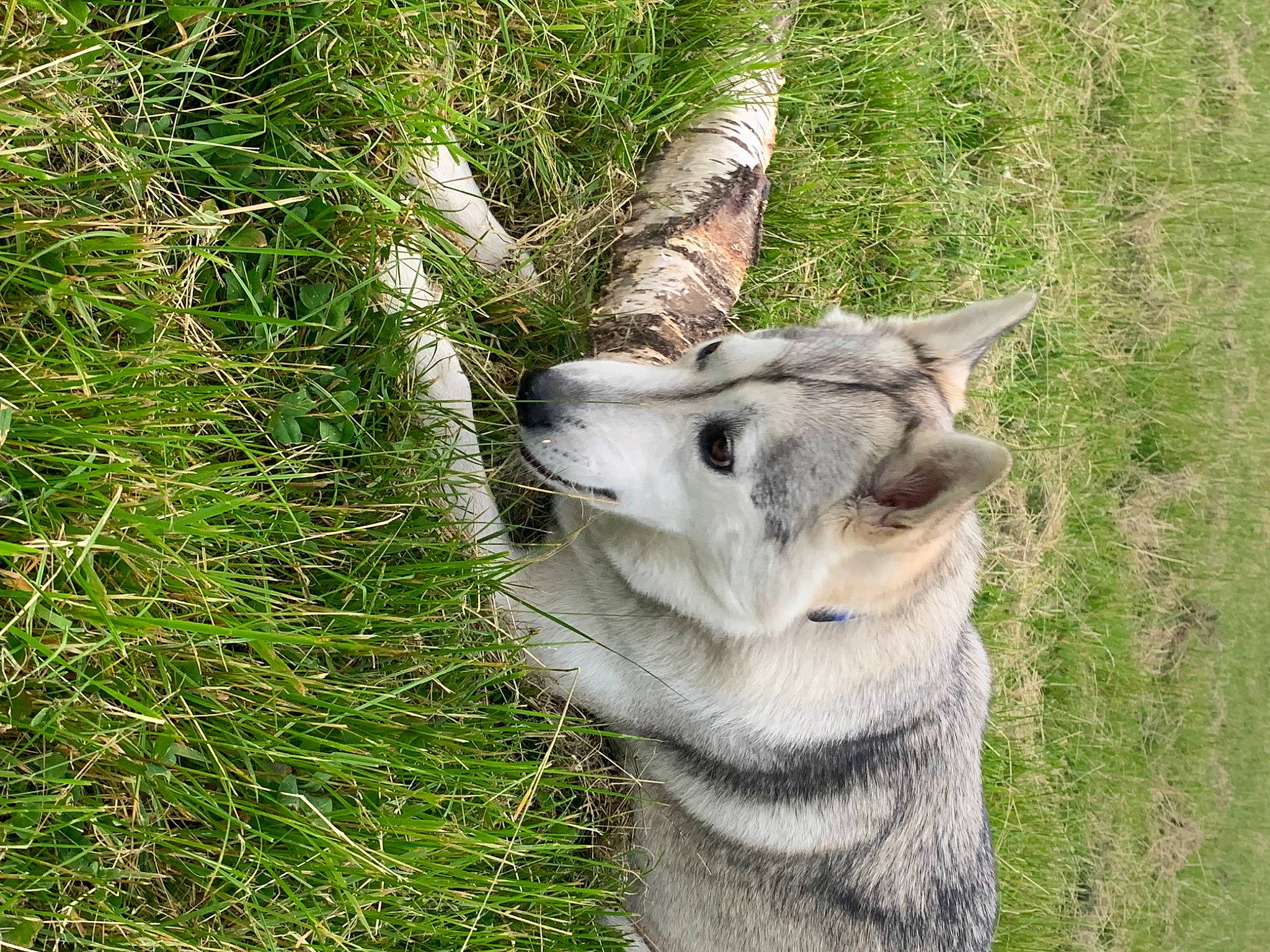 Remon participe au concours pour gagner de l'argent avec cette photo : carnivore, fawn, felidae, fur, grass, grass_family, groundcover, marsupial, plant, small_to_medium_sized_cats, snout, tail, terrestrial_animal, terrestrial_plant, tree, trunk, whiskers, wildlife, wood, zoo
